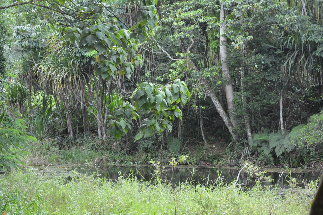 Rainforest Eco Lodge Suva Extérieur photo