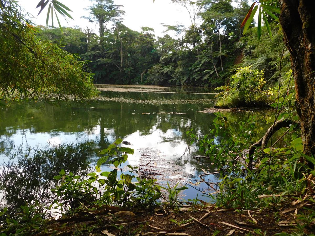 Rainforest Eco Lodge Suva Extérieur photo