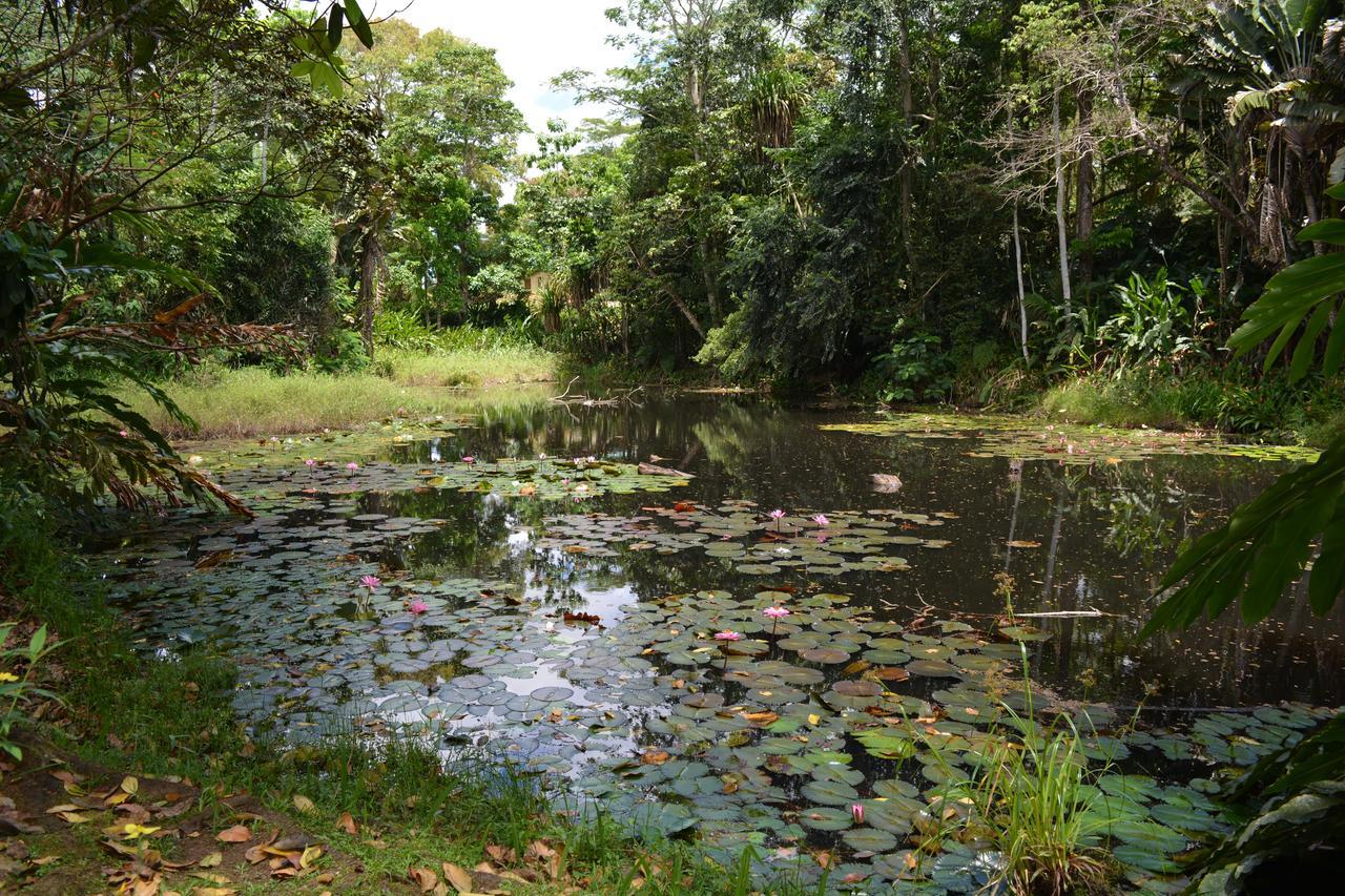 Rainforest Eco Lodge Suva Extérieur photo