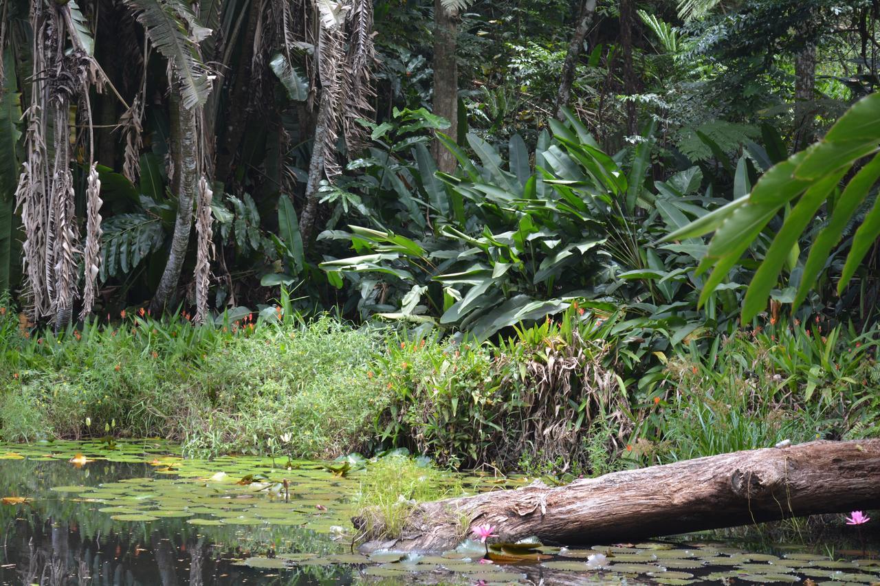Rainforest Eco Lodge Suva Extérieur photo