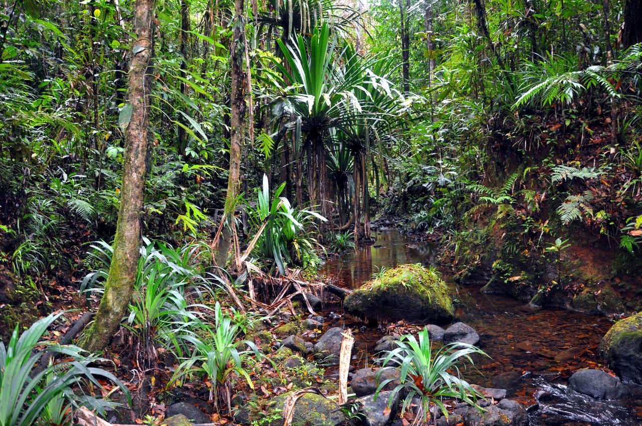 Rainforest Eco Lodge Suva Extérieur photo