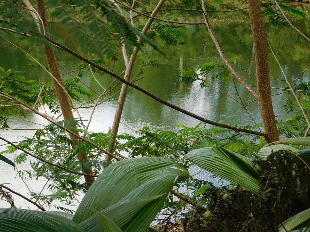 Rainforest Eco Lodge Suva Extérieur photo